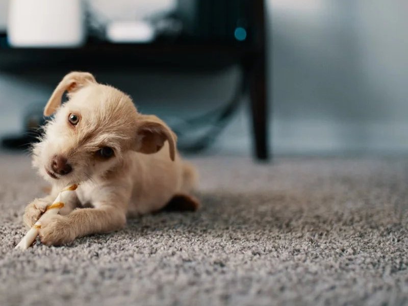 Person with dog sitting on a carpeted floor in a living room.